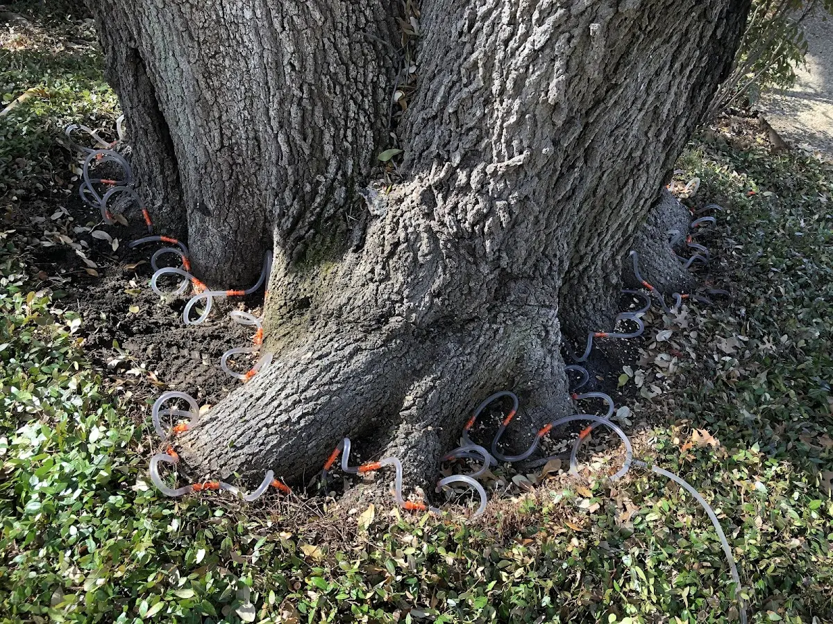 Detailed Tree Cabling and Bracing job site in Seth